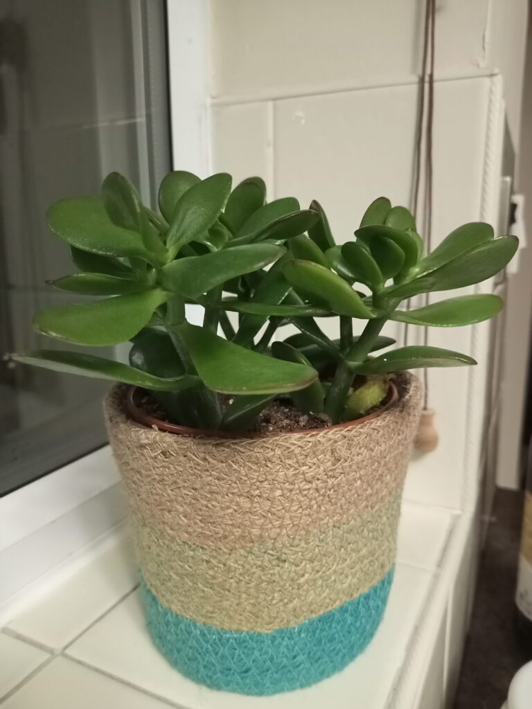 Ideal Indoor Plant Gift